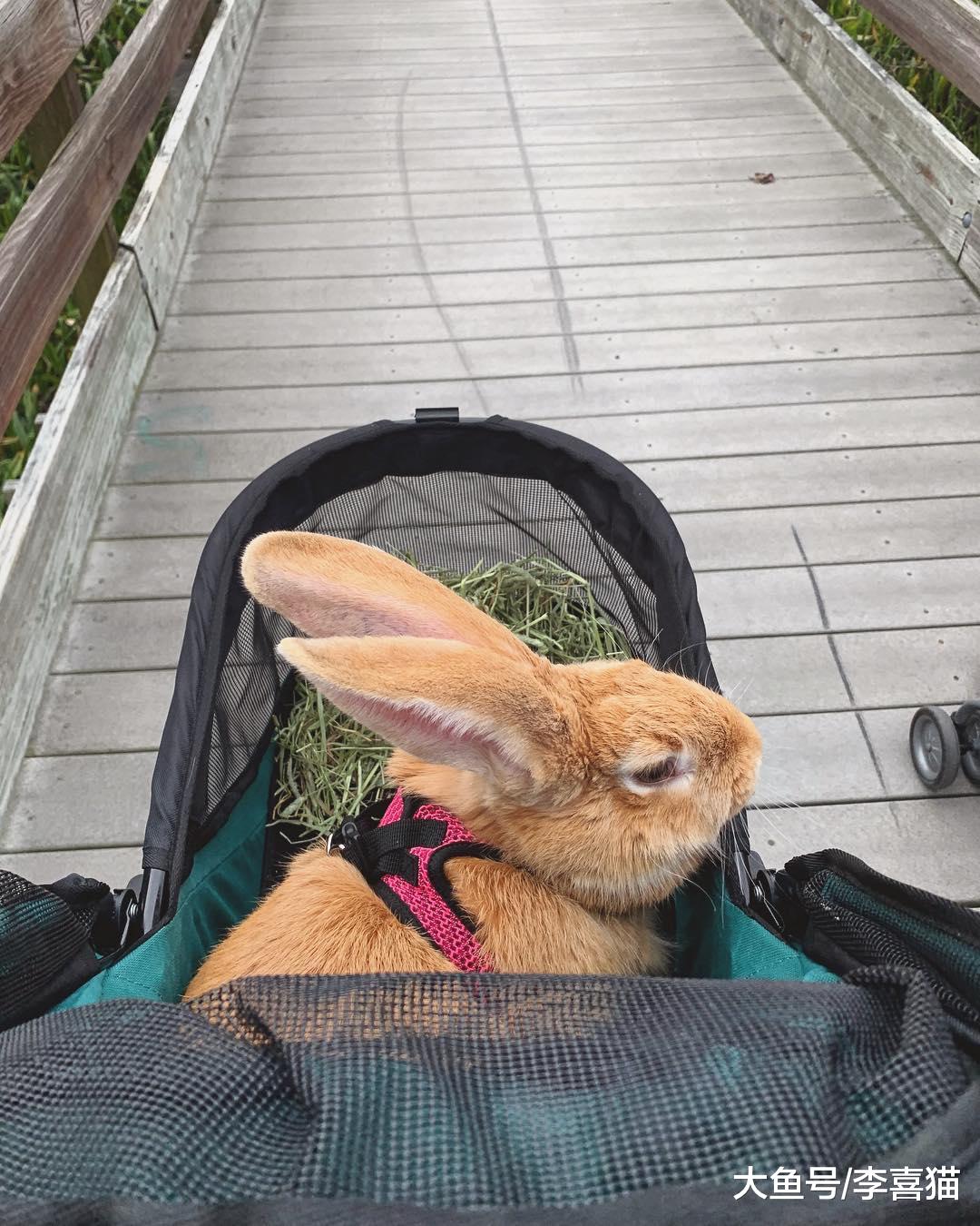 兔子可不是只有小巧软萌款的，比猫咪还大的巨型花明兔了解一下！
