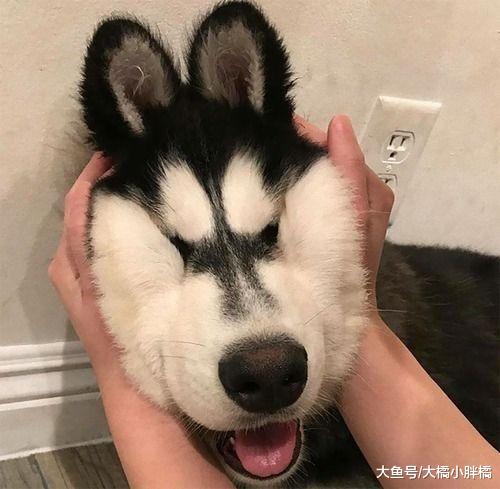 生活很累，不如笑一笑，来看看这些给予我们欢笑和治愈的动物们！