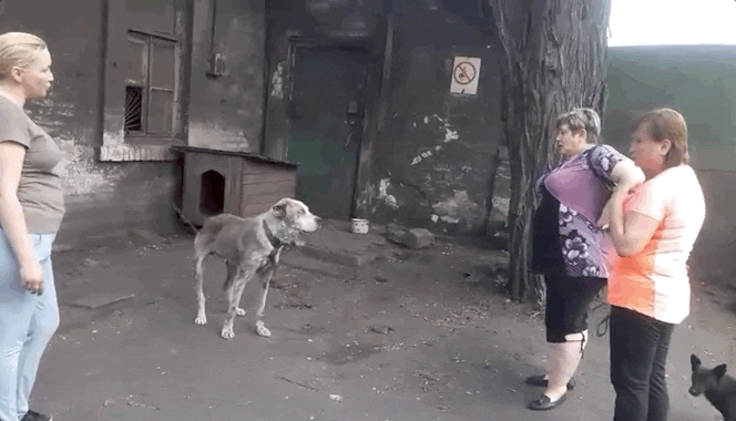 泪奔！因战争而流离失所2年的老流浪狗，终于回家了