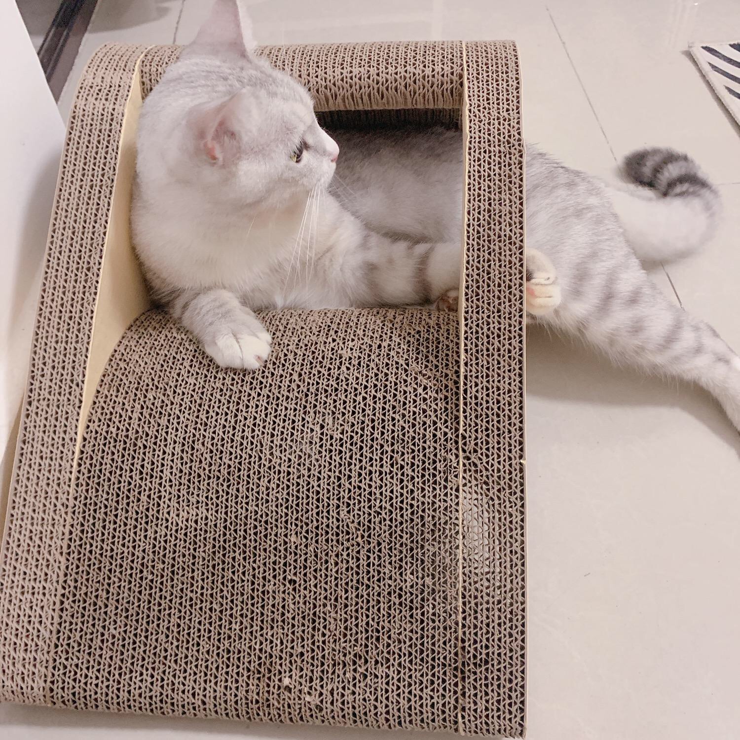 猫爬架有必要买吗？网友坦言：有个缺点难以忍受，还不如买猫抓板！