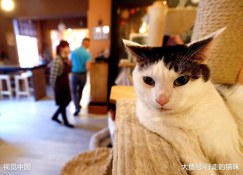 先问问你家猫愿不愿意让你做铲屎官