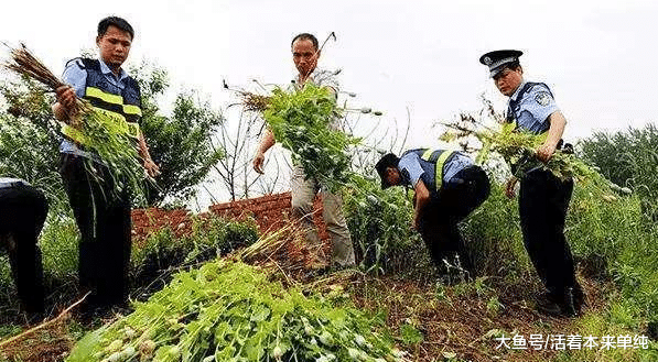 中国“最特殊”的一群农民, 每天24小时被人看守, 种的东西不愁卖