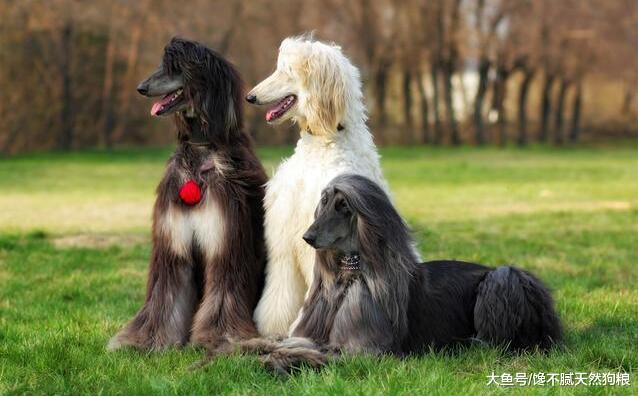 ＂狗狗的这些小秘密，你知道几个＂，知道5个以上才算合格