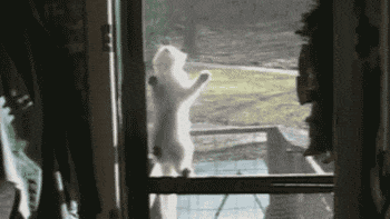 为什么我觉得猫是很恐怖的动物呢？