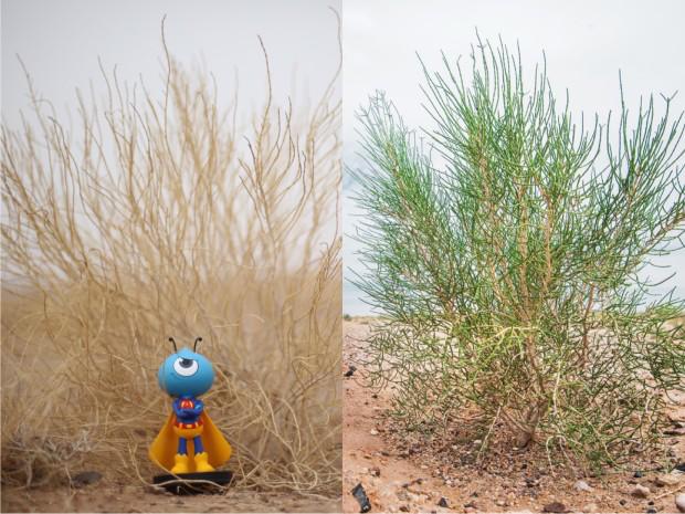 马云如今卸任，3周岁的蚂蚁森林现状如何，还种树么？