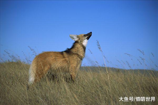 名字里带“狼”字，但是却不是狼，愿意认识一下吗