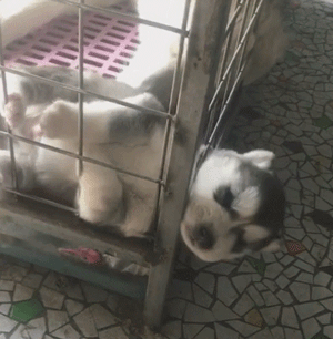 二哈：我就是我，不一样的烟火?，是5毛钱一包的擦炮！