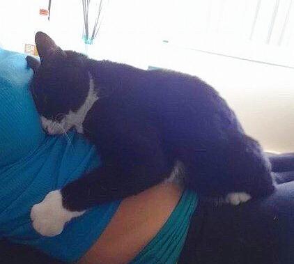 铲屎官要生宝宝了，她告诉猫咪它有“妹妹”了，结果被猫暖到了！