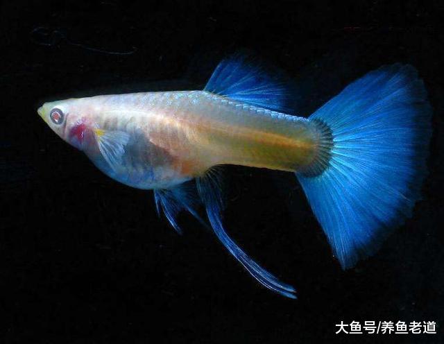 2019年養點觀賞魚玩玩如何，希望給魚友們帶來更多經驗！