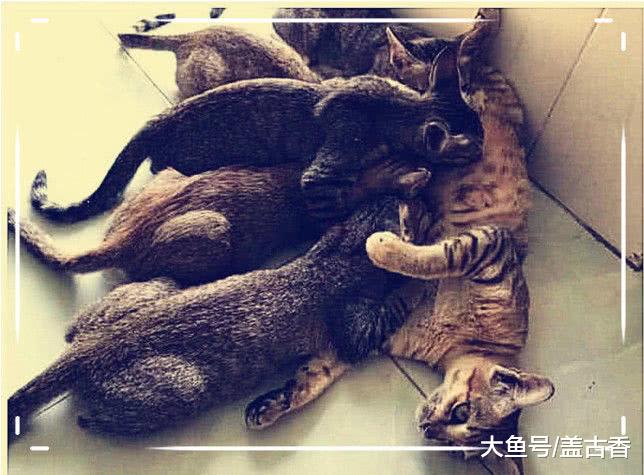 猫咪在外痛苦呻吟，铲屎官赶去一看破口大骂：这也太不要脸了！