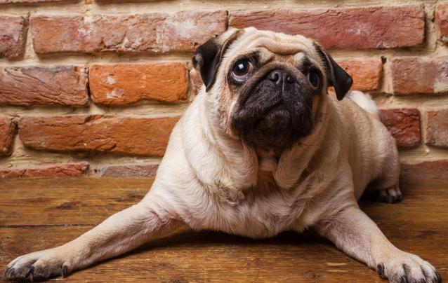 你家巴哥犬便便是不是很臭? 快来看看是什么原因吧!