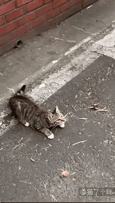 日本一妹子在做作业，家里的小喵就成了这个样子，我慕了