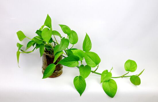 刚住上新房没多久孩子就患上了白血病，除甲醛一定要多长个心眼 。