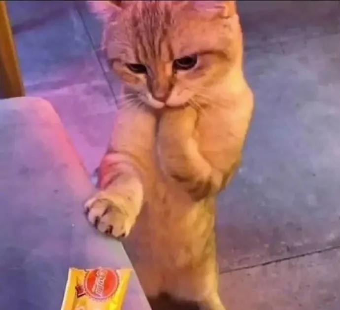 不管狗多大，都归猫管