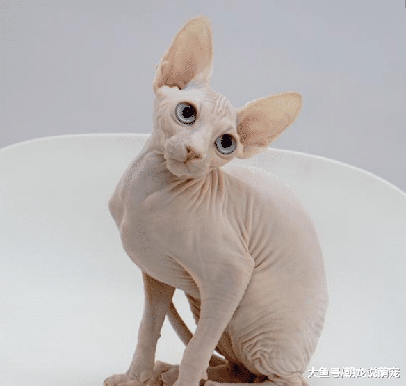 老人看不惯无毛猫，趁着孙女不在给它穿上衣服，看到这一切瞬间愣了