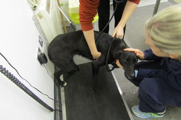 黑色母狗疑被恶意遗弃，铁链缠身瑟瑟发抖，怀里还有数只小奶狗