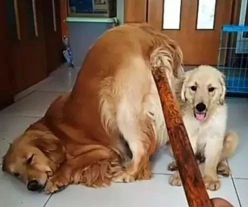 小金毛挨收拾，大金毛叼来根棍子，撅起自己屁股：放过孩子吧