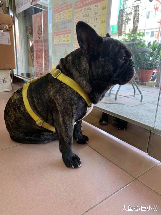 法斗每天到散步时间就失踪，主人无奈表示，名字并没有起错