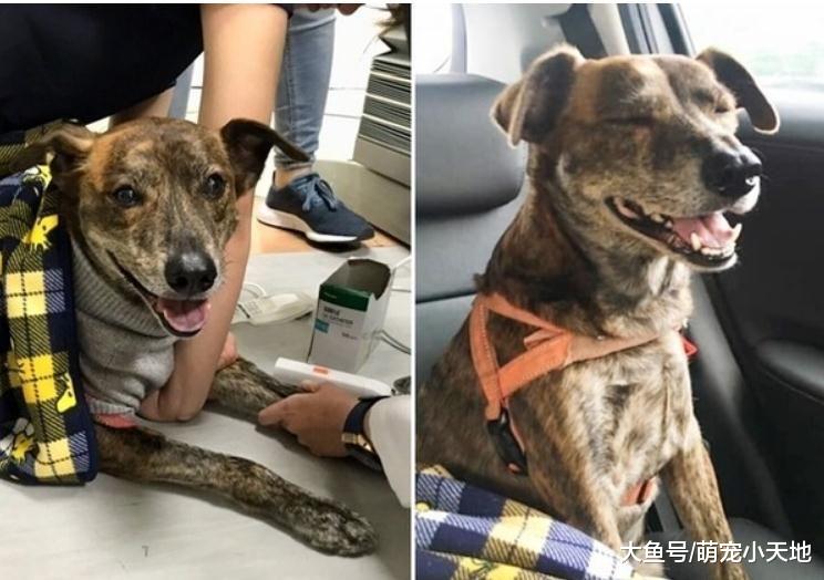 汪患肿瘤被判死刑，她坚持乐观陪伴3个月后它奇迹似地完全康复