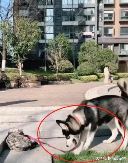 二哈“调戏”猫咪, 结果主人一松开狗绳, 二哈的反应笑喷了!