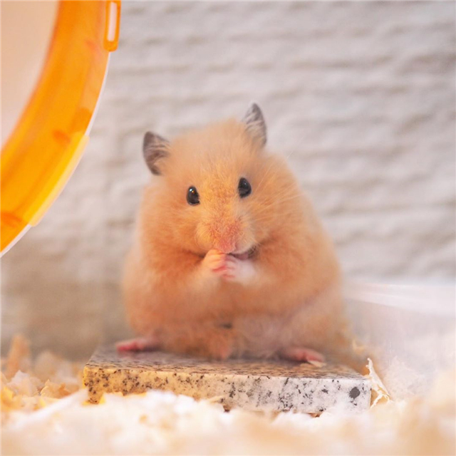 仓鼠向主人露牙齿，并非是在生气，而是喜欢主人的表现