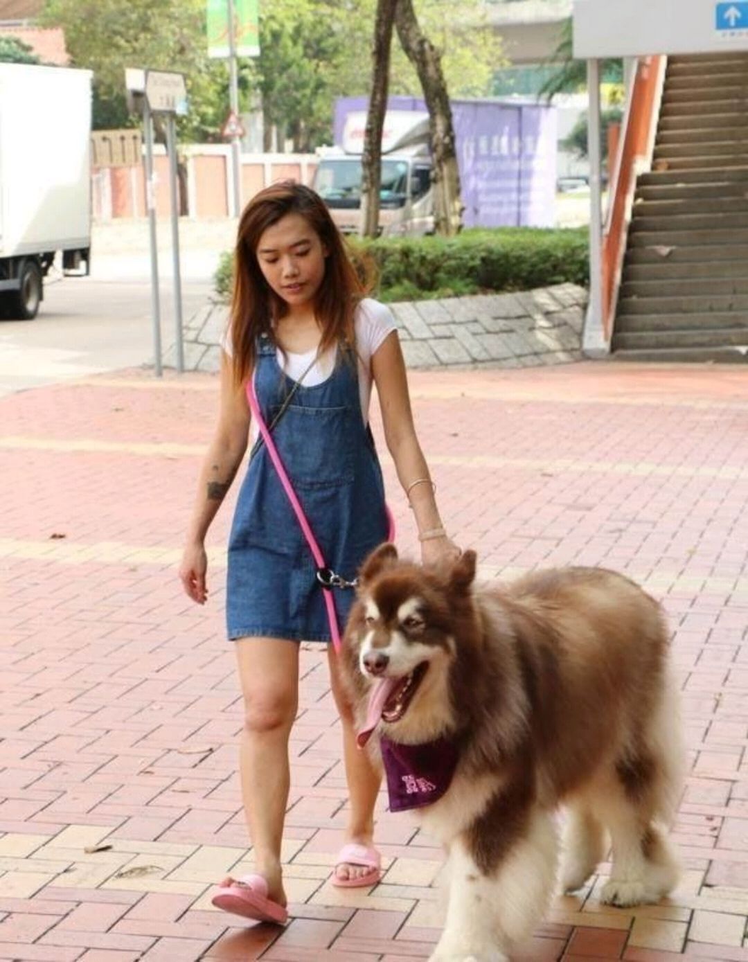 女子养阿拉斯加犬，原来是为了脱单