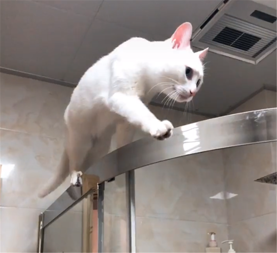 主人給貓咪洗毛毯，搭在浴室玻璃上晾曬，貓：這床放的有點高……