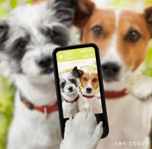 被爸妈“养跑偏”的宠物，你还能不能有个狗样！猫：主人，我好方