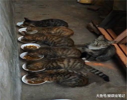 流浪猫生了6只宝宝，每次都是等孩子们吃饱才开始吃，画面好温馨