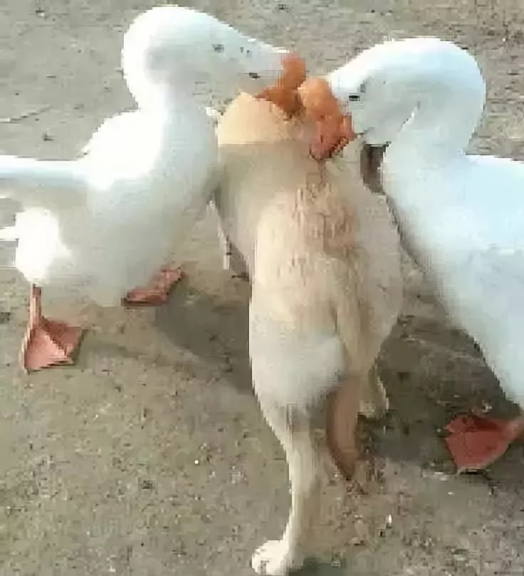 两只大鹅围攻狗狗，狗狗被啄得无力还手，接下来出人意料