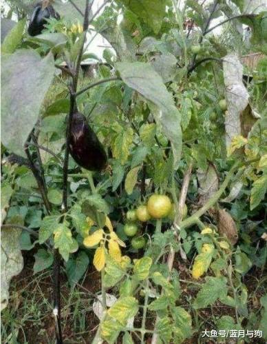 老农突发奇想，将西红柿和茄子嫁接到一起，过几天长出这样的果实