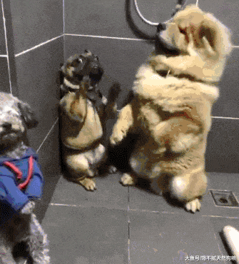 最“没用”的5种狗狗, 胆小如鼠, 就一个字——“怂”!