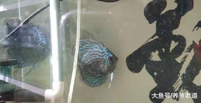 12度水温小鱼苗状态良好，两条迷你鹦鹉直接翻肚，总算抢救过来了