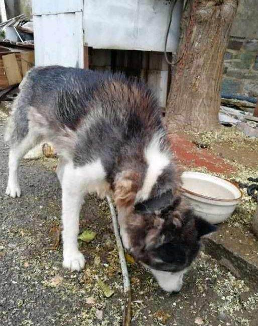 宠主怕哈士奇撕家，搬新家时把它丢弃了，看到它吃的东西，我哭了