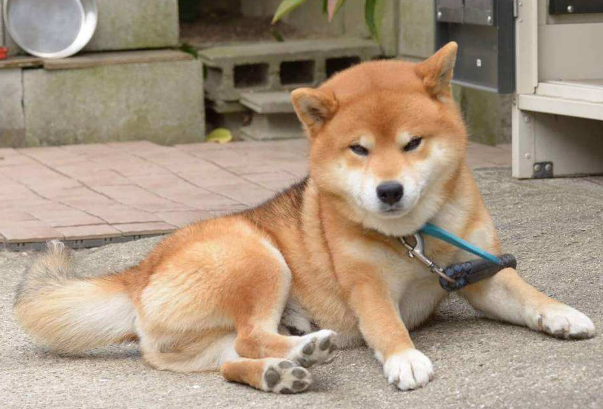 如果柴犬出现畸形腿，主人应该注意哪些方面