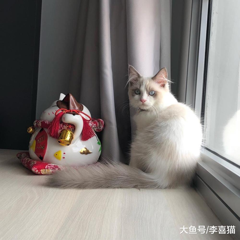 猫咪就算不出门也要定期做内外驱虫, 别让寄生虫有丝毫的可乘之机