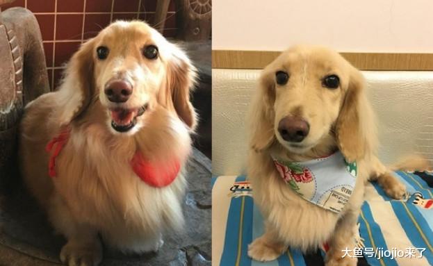 人前天使人后恶魔？女大学生虐待别人家狗致其重伤，宠主愤怒控诉