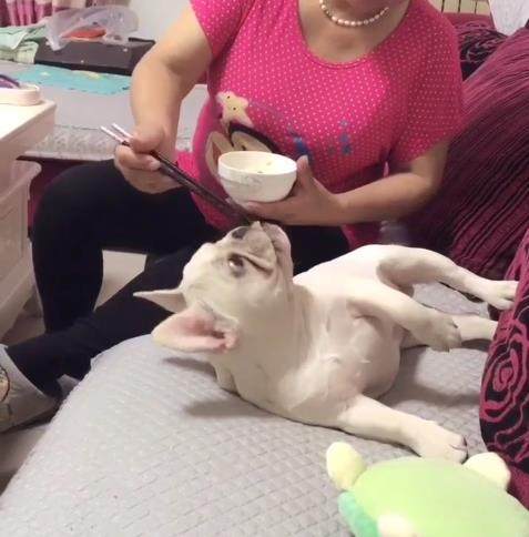 自从把狗买回家以后，妈妈把狗当孩子养，感觉自己快没妈了