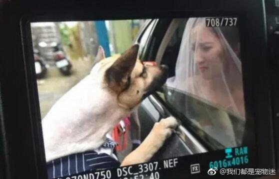 主人出嫁，狗狗狂追婚车