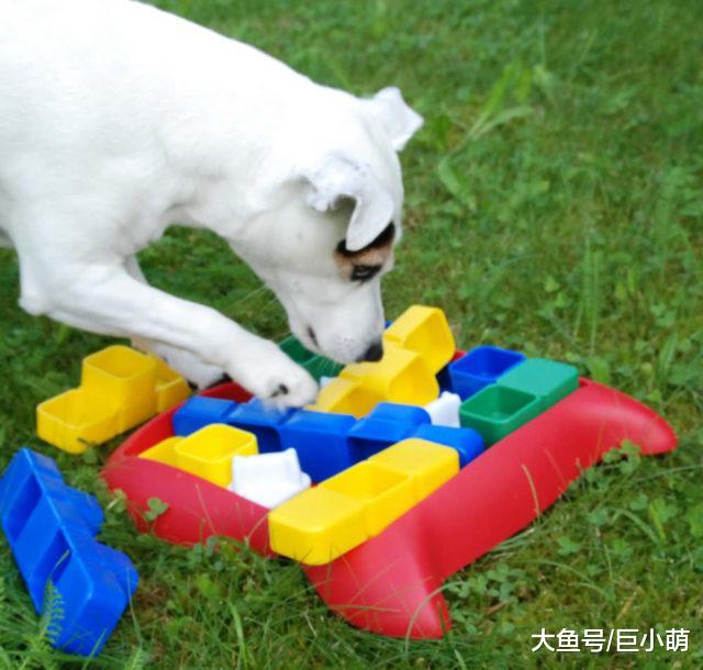 狗狗从不停止游戏，这5个狗狗玩具，让狗活到老玩到老