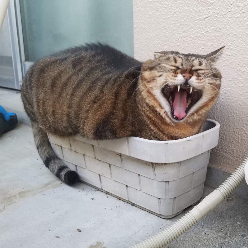 我种下一颗种子，终于长出了果实，铲屎官真的种出猫了