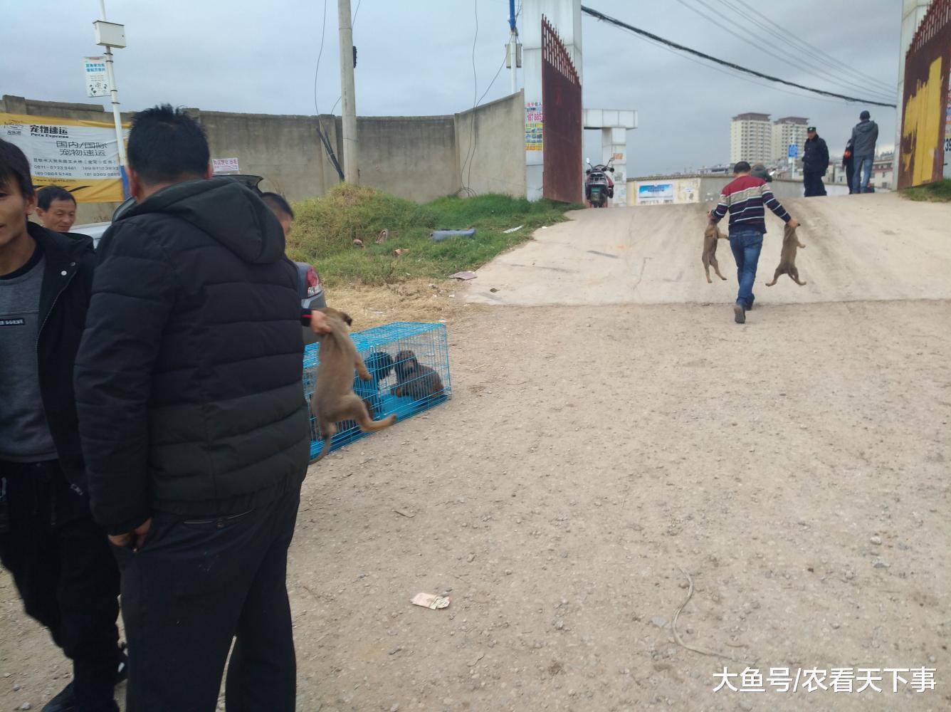 马犬幼犬很受欢迎, 买主一次性帮朋友批发多只!