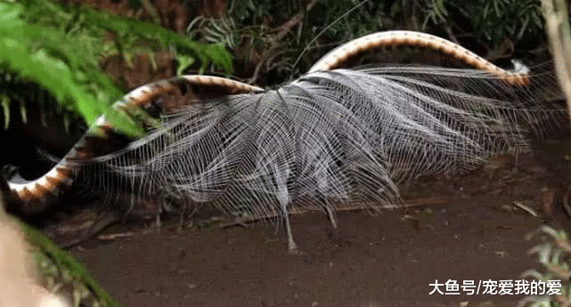 男子野外采集发现一神秘植物，仔细一看笑了，这“草”会走路