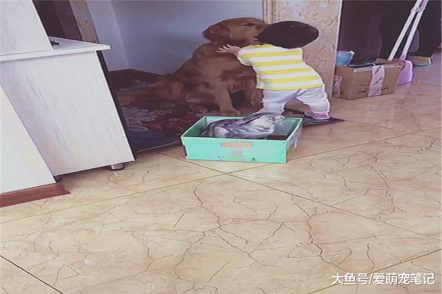 小主人和猫咪玩耍时，看到金毛不高兴赶紧上前拥抱，画面好有爱啊