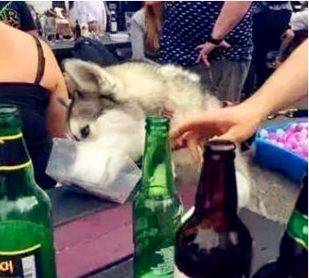 哈士奇本想趁主人不注意, 尝尝酒是什么味, 没想到给自己整瘫了