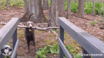 狗狗咬树枝走路，结果不小心走红，主人：几何学得比我好啊