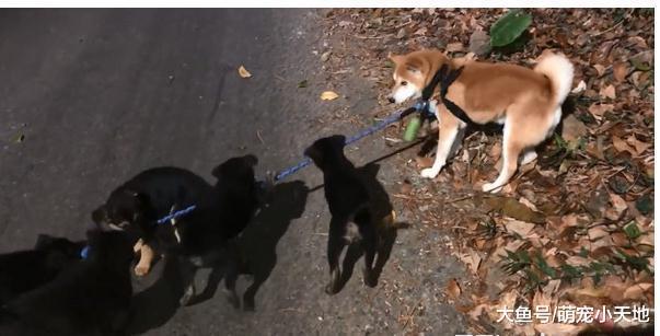 牵绳被小黑汪咬走, 柴犬以1比5的劣势淡定留原地: 你们还太嫩