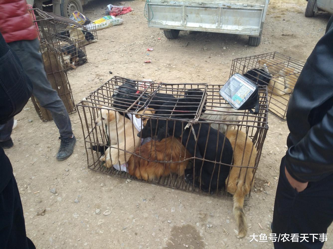 狗市: 肉狗商贩生意火热, 商贩的车都快塞满了收购价格便宜!