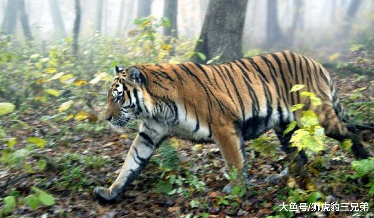 陈年巨猪：一种可以威胁到东北虎的存在，野外危险系数排名第一