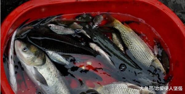 穿着暴露的低胸装卖鱼女子爆红网络，世风日下还是时代驱使？